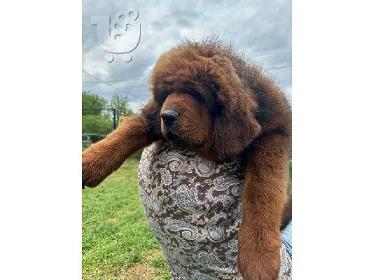 Θιβετιανά κουτάβια Mastiff